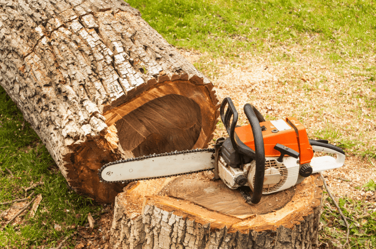 Your Tree Surgeon Specialist