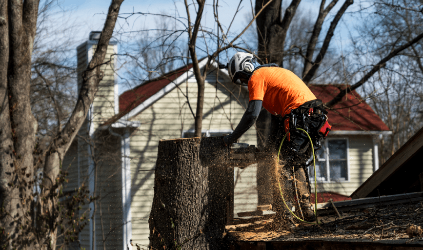 Tree Trimming