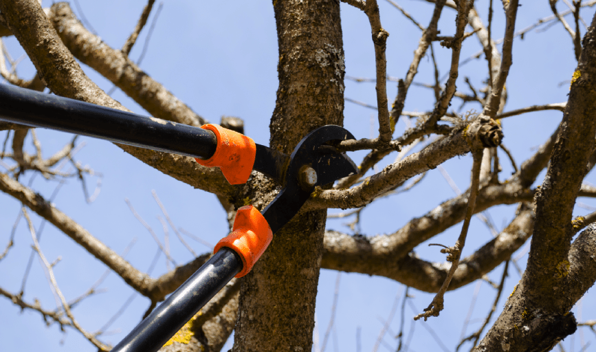 Tree Pruning